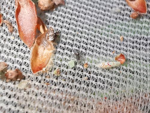 Zygina rorida